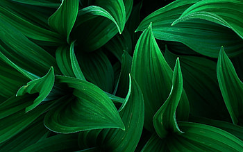 3D leaves , Immersive art HD wallpaper
