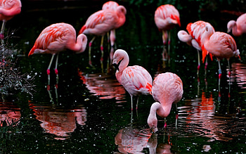 Flamingo , , Cute design, Mesmerizing visuals HD wallpaper