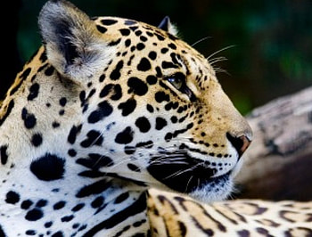Leopard, leopards, animals HD wallpaper
