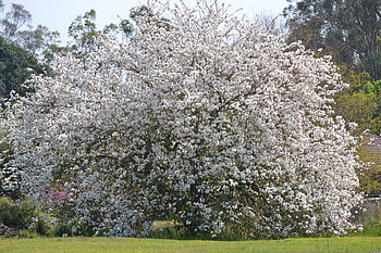 White flowering tree, tree white flowers, beautiful, flowers, big tree HD wallpaper