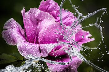 Beautiful Flower!, purple, beautiful, nature, flower HD wallpaper
