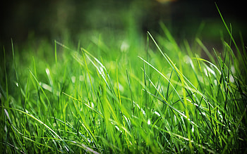 Grass , High resolution, Detailed texture, Stunning visuals HD wallpaper