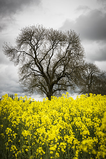 Nature, Flowers, Wood, Tree, Spring HD phone wallpaper
