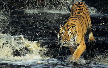 Majestic Tiger in Action – Stunning Animal, Animal, tiger HD wallpaper