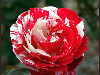 Red and White, rose, beautiful HD wallpaper