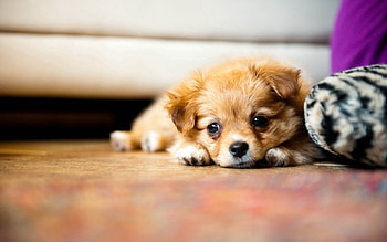 Animals, To Lie Down, Lie, Sadness, Puppy, Kid, Tot, Sorrow HD wallpaper
