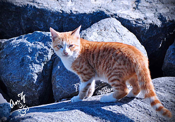 cat on the beach, cat, rocks, stones, on HD wallpaper