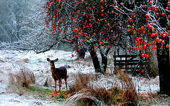 Animals, Winter, Trees, Snow, Forest, Stroll, Deer HD wallpaper