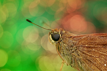 Macro, Butterfly, Eye, Skipper HD wallpaper