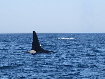 Willy's Cape escape, Summer adventures, Coastal living, Sea creature sightings HD wallpaper