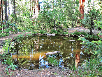 burns pond, trees, reflection, forest, pond HD wallpaper