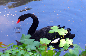 Black swan, animals, swan, water, tree, pond HD wallpaper