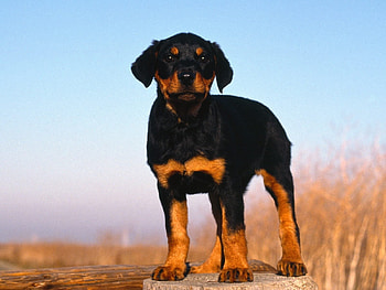 Animals, Dogs HD wallpaper