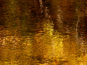 Golden Water At Big Cedar, graphy, Red Leaf, Eels Creek, Nature, Gold Water, Big Cedar HD wallpaper