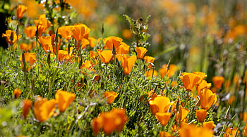 Flowers, Grass, Blur, Smooth, Slope, Sunny, Eschsholzia, Escholcia HD wallpaper