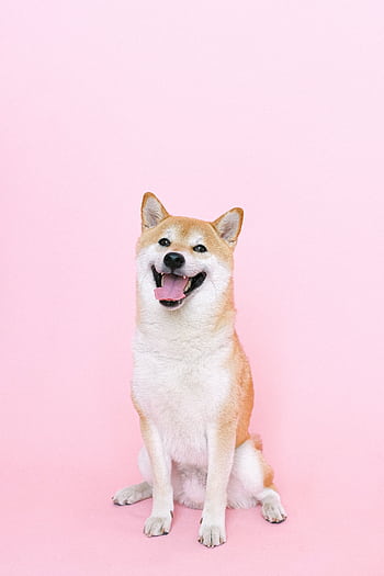 A joyful Shiba Inu dog sits against a pastel pink studio background, exuding happiness. HD phone wallpaper
