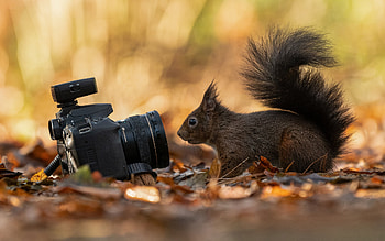 Squirrel and Camera, animal, rodent, squirrel, camera HD wallpaper