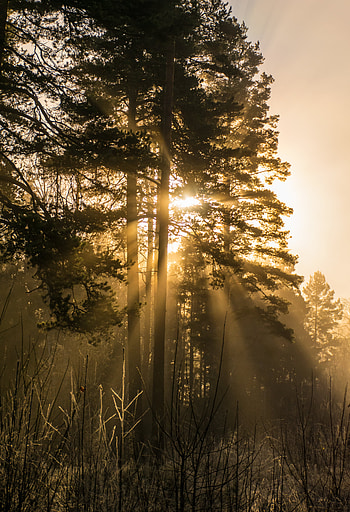 Nature, Trees, Beams, Rays, Fog, Sunlight HD phone wallpaper