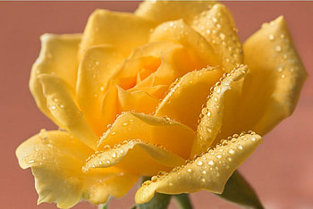 Rose, soft, nature, flower HD wallpaper