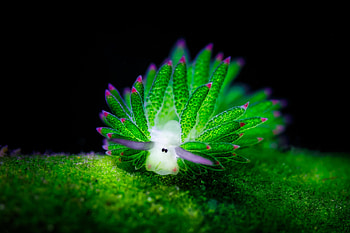 Nudibranchia Plant Underwater, nature, underwater HD wallpaper