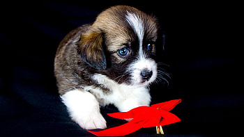 Cute puppy, Adorable pet, U HD wallpaper