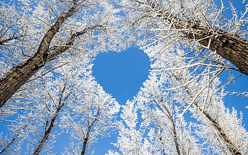 Trees, heart, winter, nature HD wallpaper