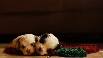 Animals, Dogs, To Lie Down, Lie, Sleep, Dream, Puppies, Mat, Rug HD wallpaper