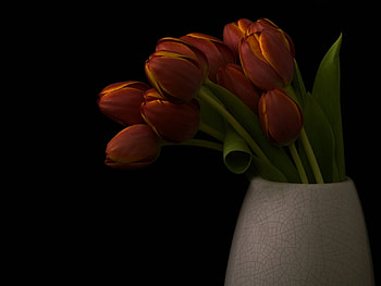 Red tulips, still life, nature, tulips, flower HD wallpaper