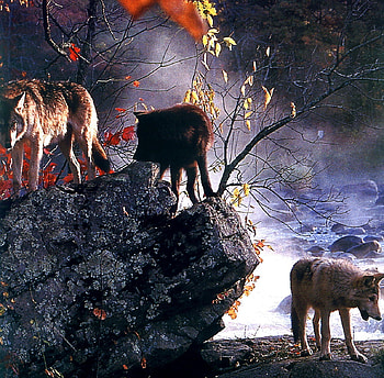 hunters, night, wild, wolf, hunt HD wallpaper