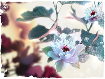 Lauriandre, yohan dupuy, art, fantasy, flower, luminos HD wallpaper