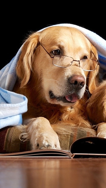 Cat And Dog, Reading Book, Dog, Animals HD phone wallpaper