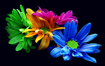Earth - Flower - Blue - Opus - Green - Orange - Leaf - Pink - HD wallpaper