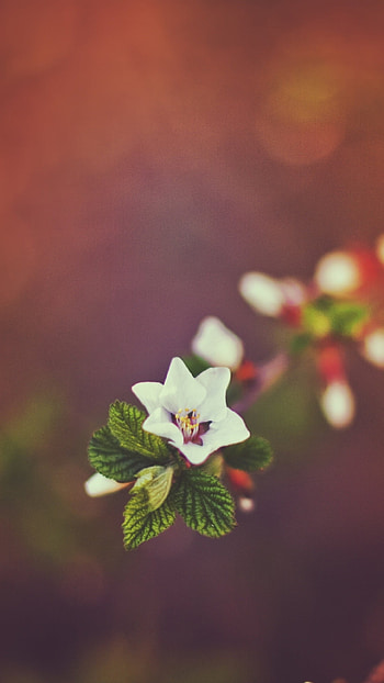 Unique, Flower HD phone wallpaper