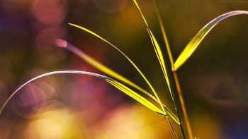 Grass, Background, Plant, Macro, Glare, Stains, Spots HD wallpaper