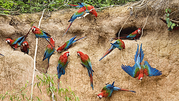 Animals, Birds, Parrots HD wallpaper