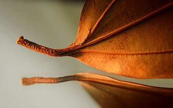 Autumn, Macro, Sheet, Leaf, Dry HD wallpaper