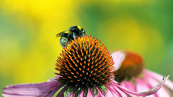 Flower, Macro, Bee, Pollination HD wallpaper