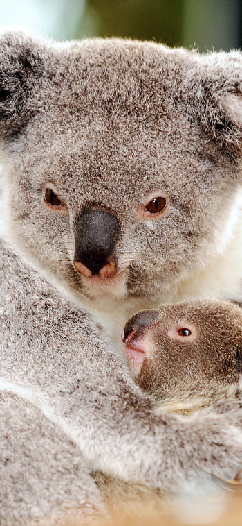 Koala bear, Koala mother, Baby , Cute HD phone wallpaper