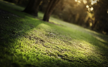 Grass, Background HD wallpaper