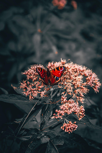 Animals, Flowers, Bright, Pattern, Butterfly, Wings HD phone wallpaper