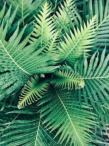 Close-up of fresh, vibrant green fern leaves with intricate patterns, evoking tropical summer vibes. HD phone wallpaper