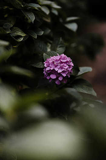 Flowers, Leaves, Bush, Macro, Hydrangea HD phone wallpaper