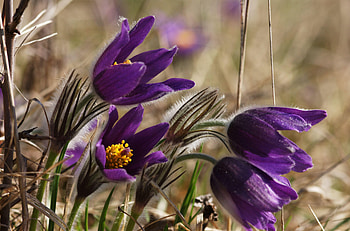 Flowers, Blur, Smooth, Close-Up, Spring HD wallpaper
