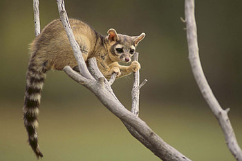 Civet fauna, background, Wildlife , Animal graphy HD wallpaper