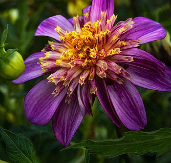 Flower, purple, garden, one HD wallpaper