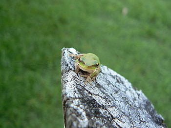 LEAVE ME ALONE SAYS THE LITTLE GREEN FROG, cute, frog, pretty, gree HD wallpaper