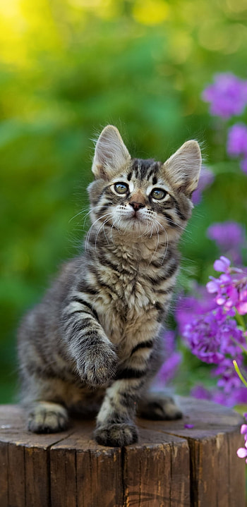 baby animal, kitten, Animal, cat HD phone wallpaper