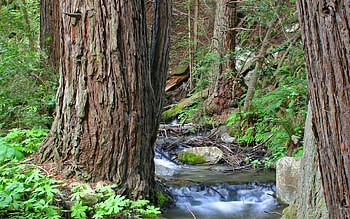 Nature, Water, Trees, Forest, Trunks, Creek, Brook HD wallpaper