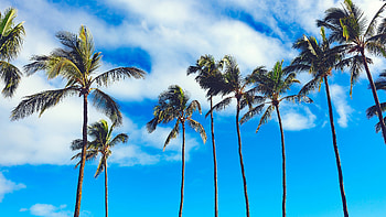 Summer sky, Palm Trees HD wallpaper