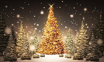Holidays, New Year, Night, Snow, Fir-Trees, Forest, Christmas, Holiday, Postcard HD wallpaper